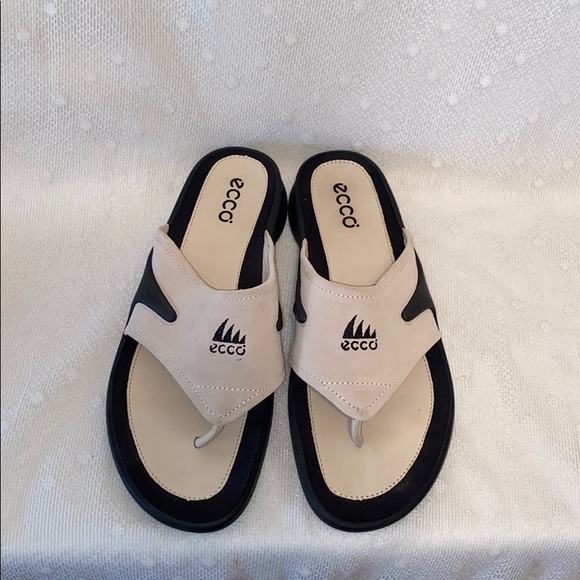 ecco shark